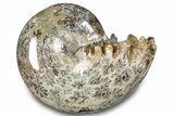 Polished Ammonite (Phylloceras) Fossil - Madagascar #283506-1